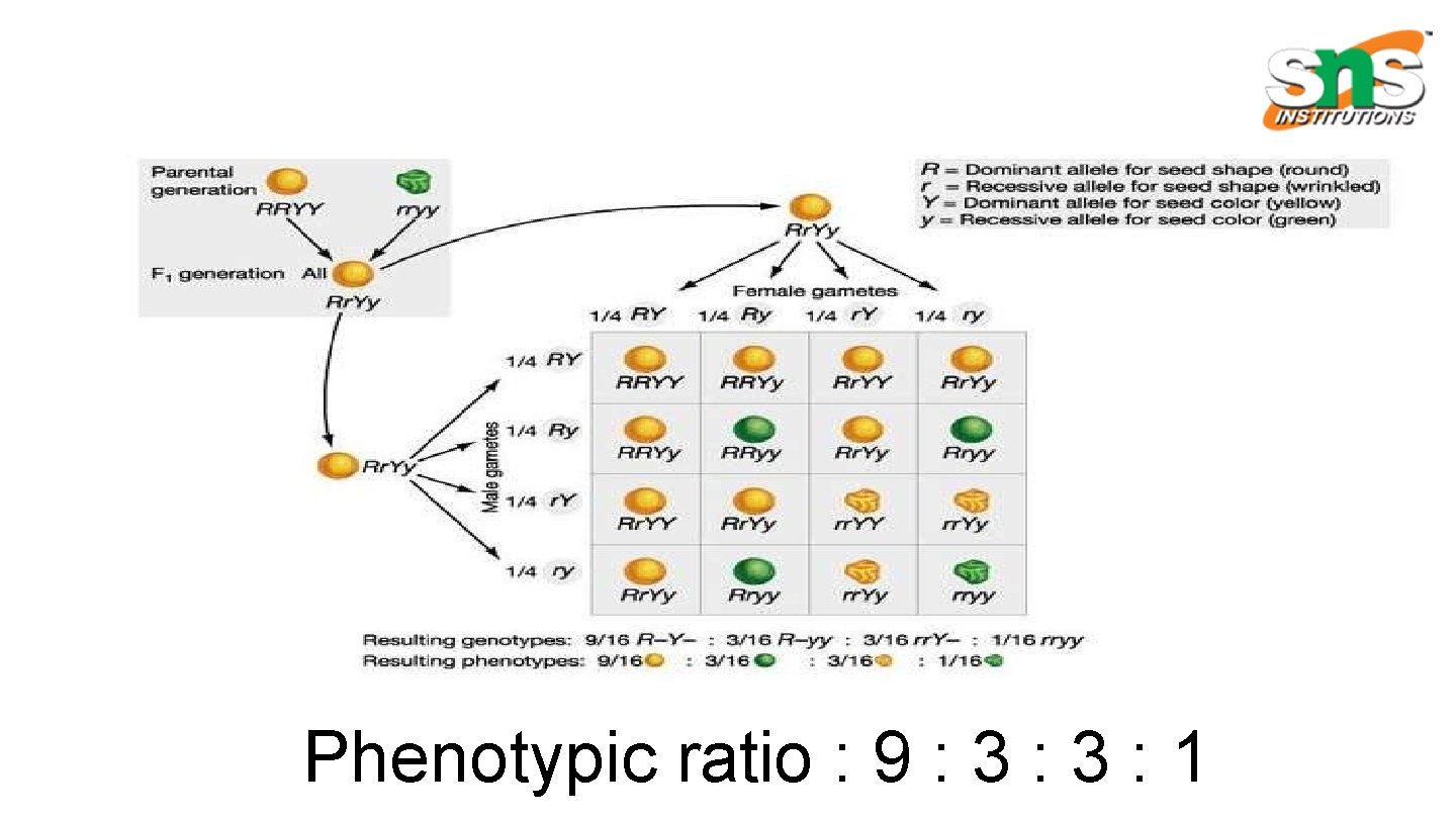 Phenotypic ratio : 9 : 3 : 1 
