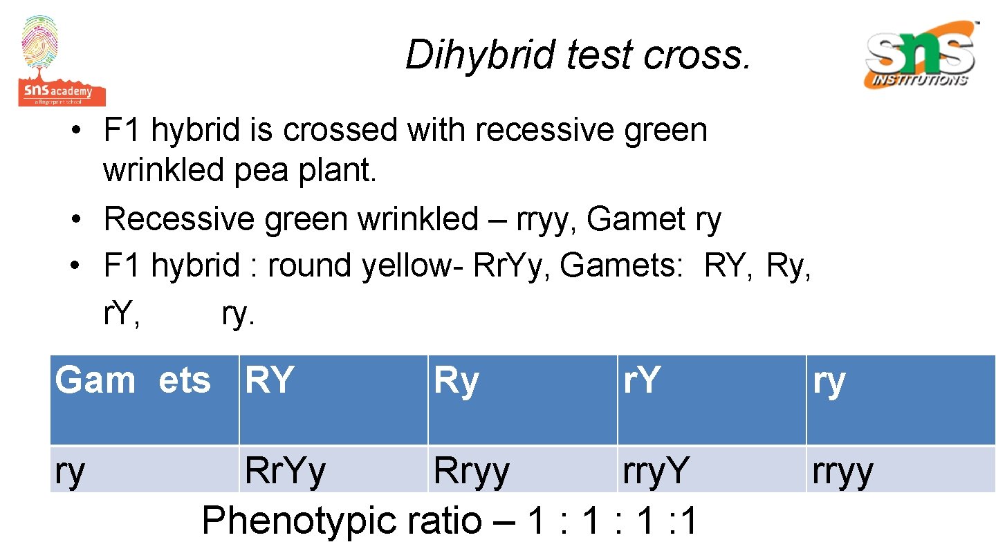 Dihybrid test cross. • F 1 hybrid is crossed with recessive green wrinkled pea