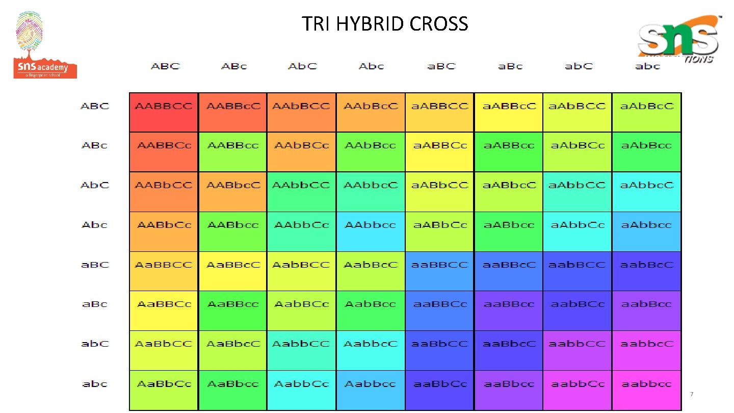 TRI HYBRID CROSS 7 