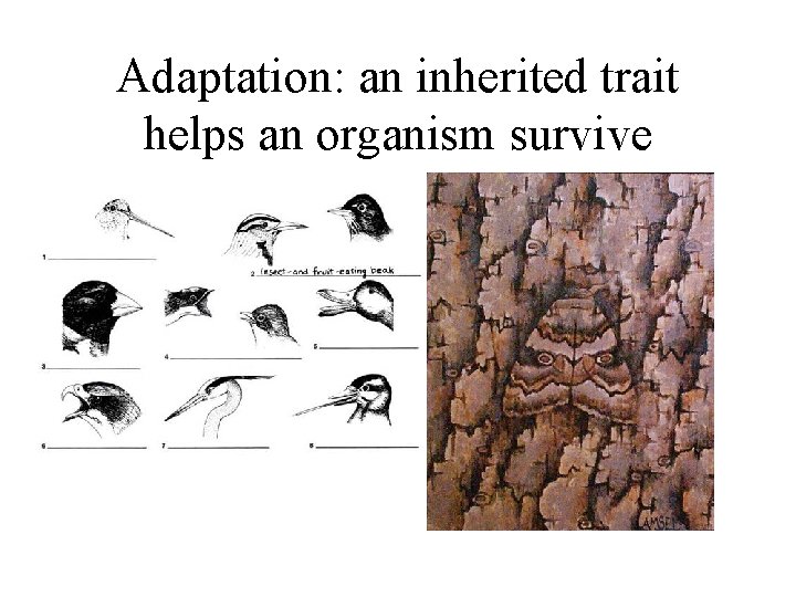 Adaptation: an inherited trait helps an organism survive 