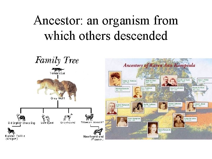 Ancestor: an organism from which others descended 