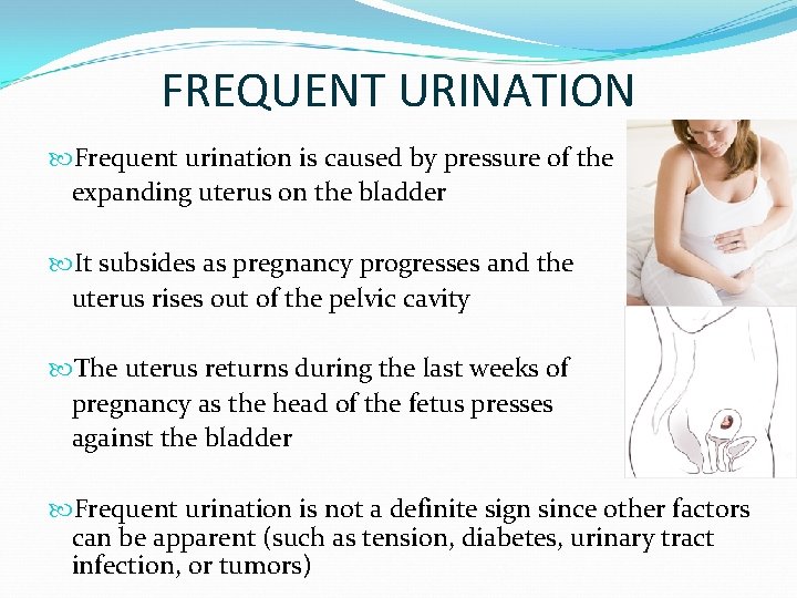 FREQUENT URINATION Frequent urination is caused by pressure of the expanding uterus on the