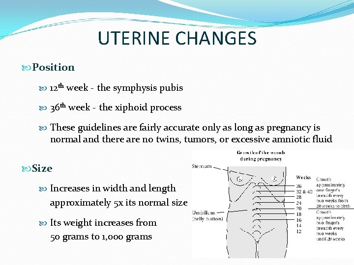 UTERINE CHANGES Position 12 th week - the symphysis pubis 36 th week -