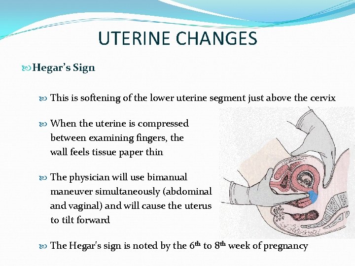 UTERINE CHANGES Hegar’s Sign This is softening of the lower uterine segment just above