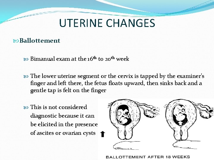 UTERINE CHANGES Ballottement Bimanual exam at the 16 th to 20 th week The