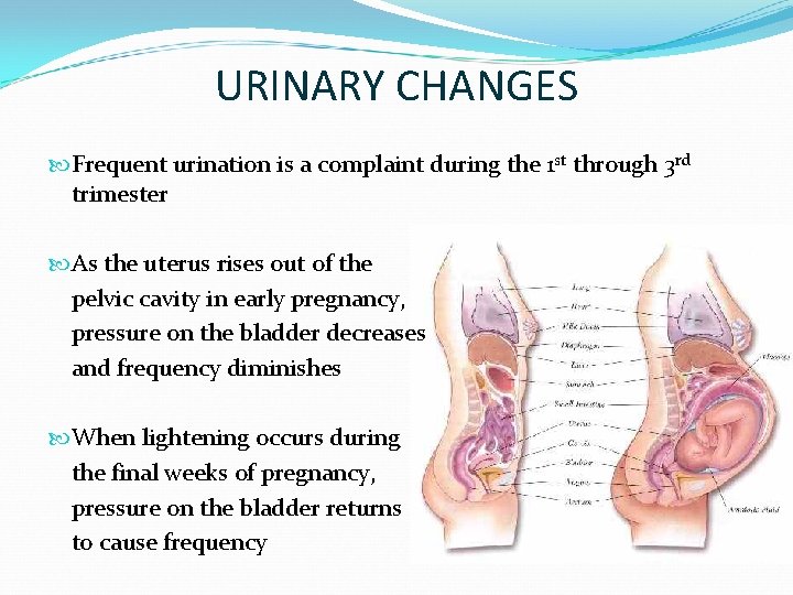 URINARY CHANGES Frequent urination is a complaint during the 1 st through 3 rd