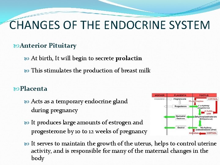 CHANGES OF THE ENDOCRINE SYSTEM Anterior Pituitary At birth, It will begin to secrete