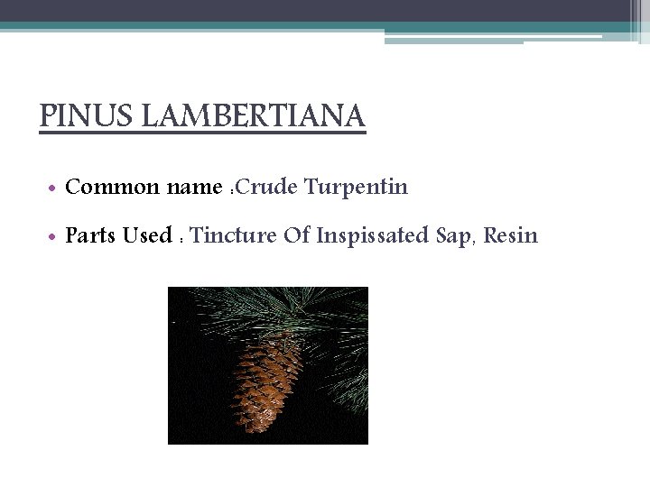 PINUS LAMBERTIANA • Common name : Crude Turpentin • Parts Used : Tincture Of