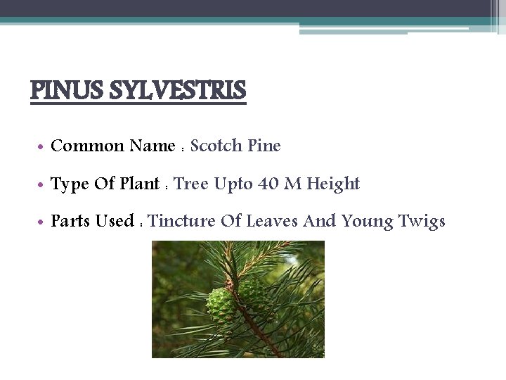 PINUS SYLVESTRIS • Common Name : Scotch Pine • Type Of Plant : Tree