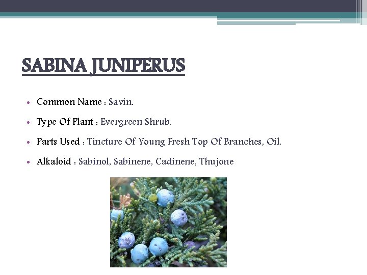 SABINA JUNIPERUS • Common Name : Savin. • Type Of Plant : Evergreen Shrub.