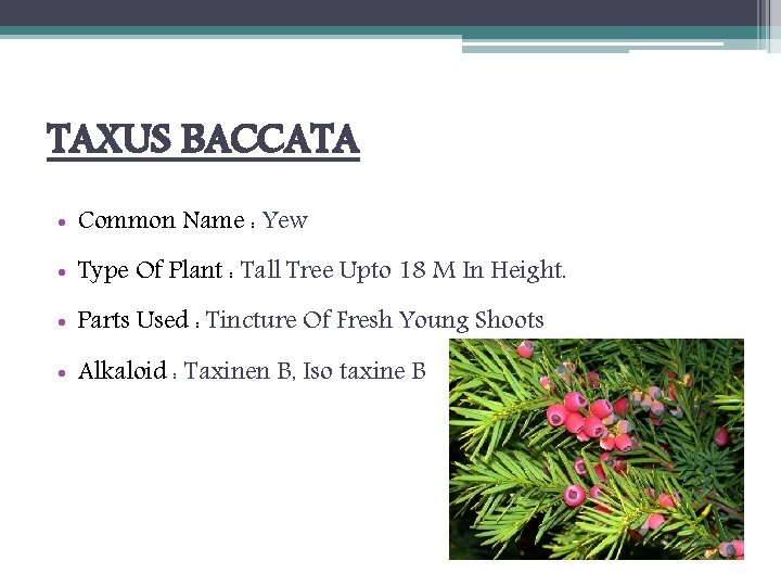 TAXUS BACCATA • Common Name : Yew • Type Of Plant : Tall Tree