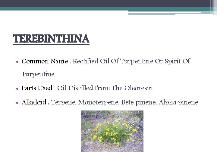 TEREBINTHINA • Common Name : Rectified Oil Of Turpentine Or Spirit Of Turpentine. •