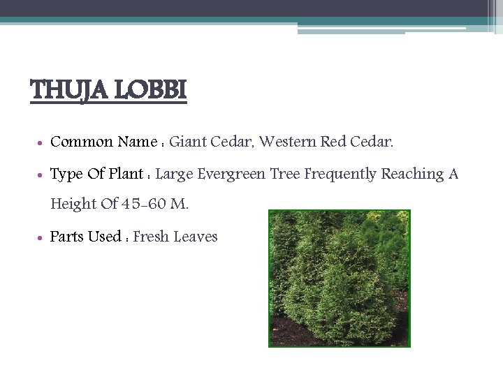 THUJA LOBBI • Common Name : Giant Cedar, Western Red Cedar. • Type Of