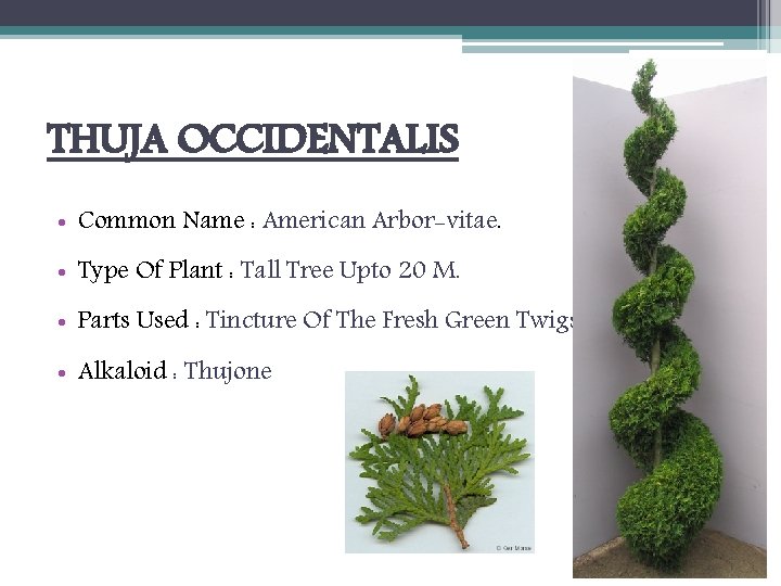 THUJA OCCIDENTALIS • Common Name : American Arbor-vitae. • Type Of Plant : Tall
