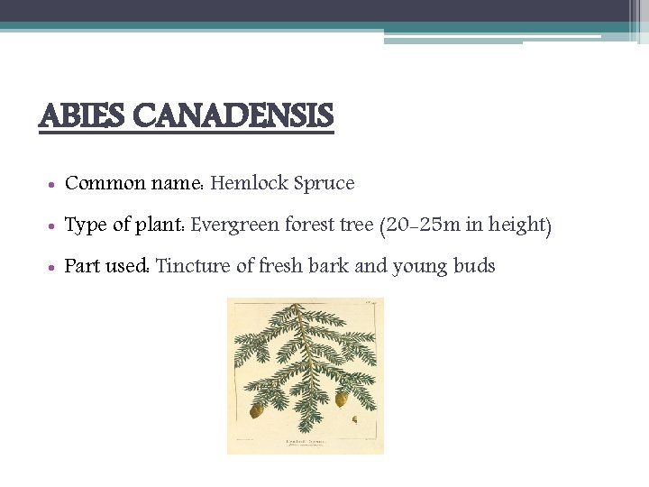 ABIES CANADENSIS • Common name: Hemlock Spruce • Type of plant: Evergreen forest tree