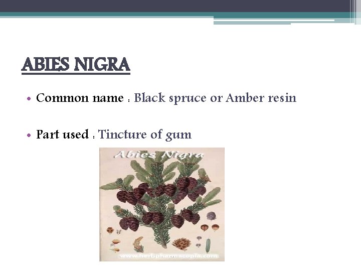 ABIES NIGRA • Common name : Black spruce or Amber resin • Part used