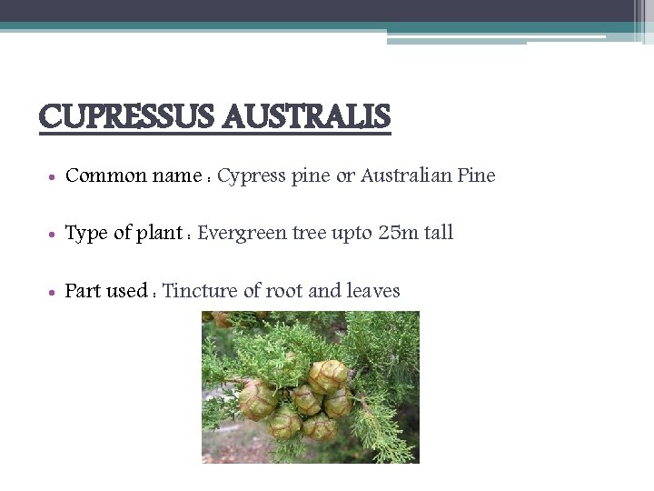 CUPRESSUS AUSTRALIS • Common name : Cypress pine or Australian Pine • Type of