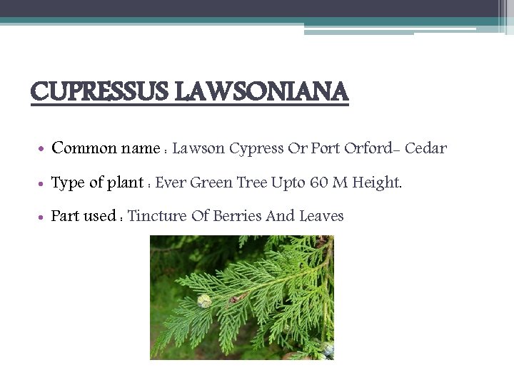 CUPRESSUS LAWSONIANA • Common name : Lawson Cypress Or Port Orford- Cedar • Type