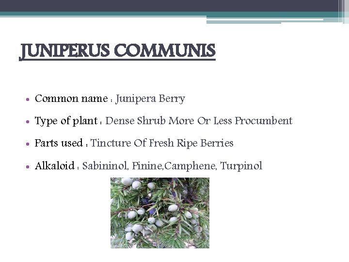 JUNIPERUS COMMUNIS • Common name : Junipera Berry • Type of plant : Dense