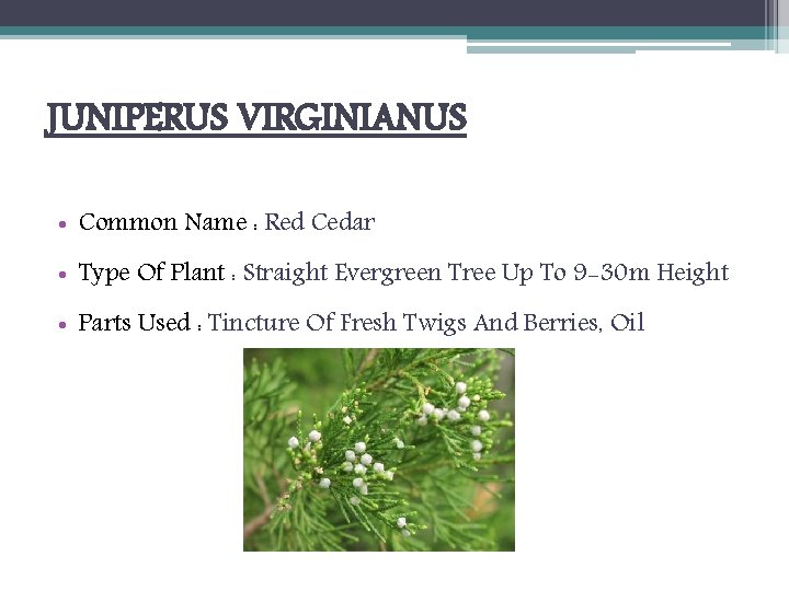 JUNIPERUS VIRGINIANUS • Common Name : Red Cedar • Type Of Plant : Straight