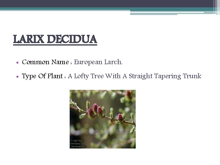 LARIX DECIDUA • Common Name : European Larch. • Type Of Plant : A