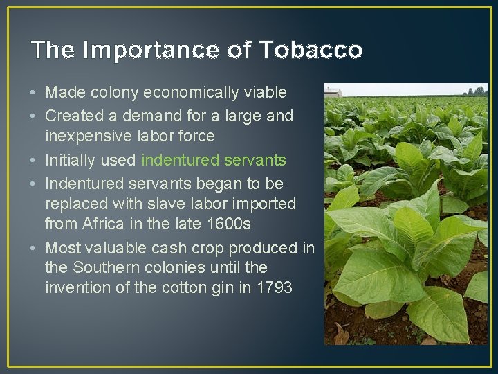 The Importance of Tobacco • Made colony economically viable • Created a demand for