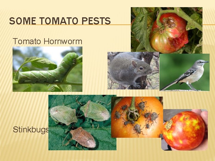 SOME TOMATO PESTS Tomato Hornworm Stinkbugs 