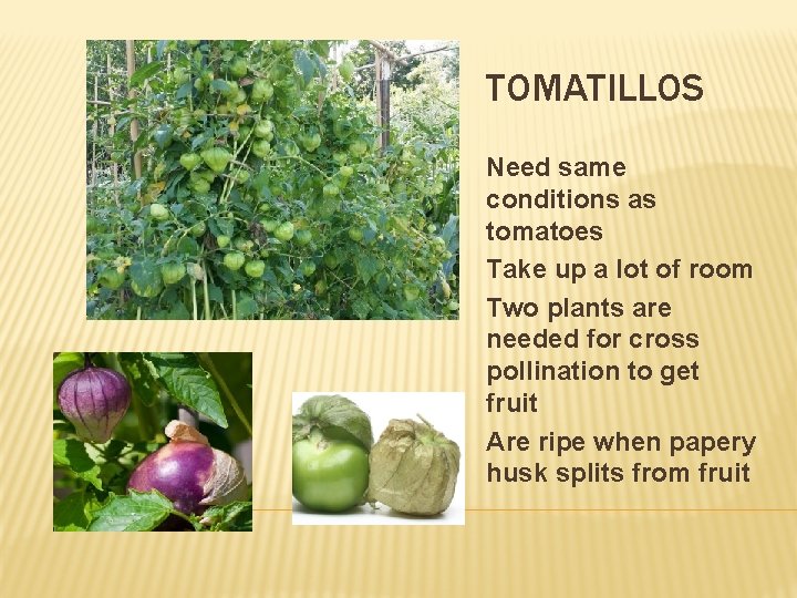 TOMATILLOS Need same conditions as tomatoes Take up a lot of room Two plants