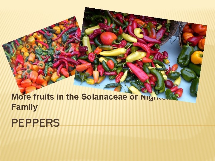 More fruits in the Solanaceae or Nightshade Family PEPPERS 