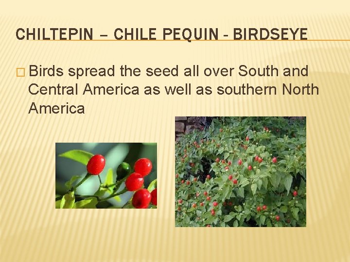 CHILTEPIN – CHILE PEQUIN - BIRDSEYE � Birds spread the seed all over South