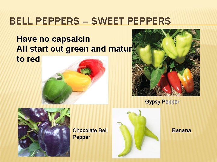 BELL PEPPERS – SWEET PEPPERS Have no capsaicin All start out green and mature