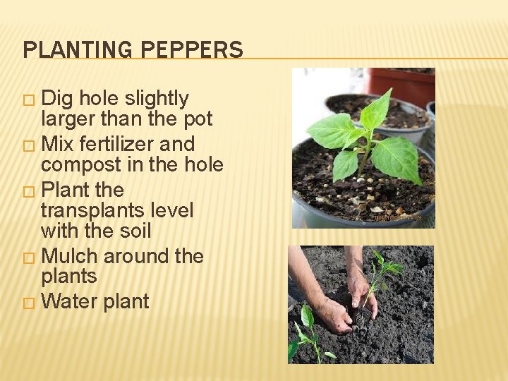 PLANTING PEPPERS � Dig hole slightly larger than the pot � Mix fertilizer and