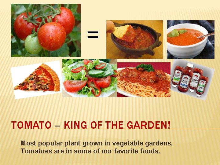 = TOMATO – KING OF THE GARDEN! Most popular plant grown in vegetable gardens.