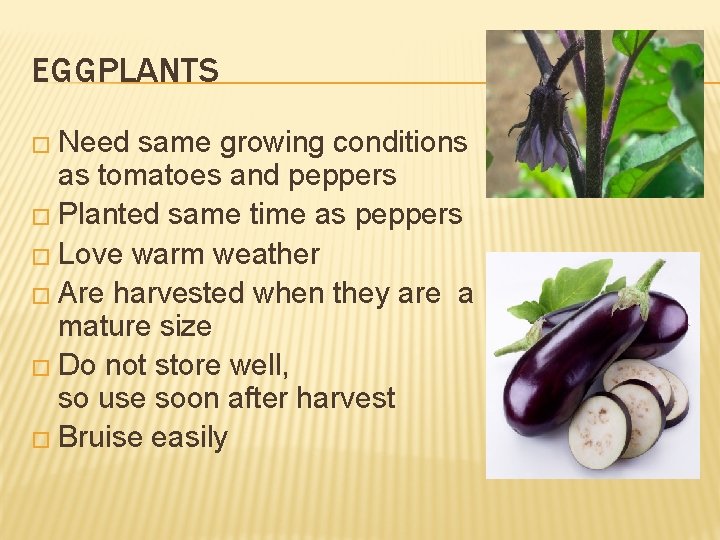 EGGPLANTS � Need same growing conditions as tomatoes and peppers � Planted same time