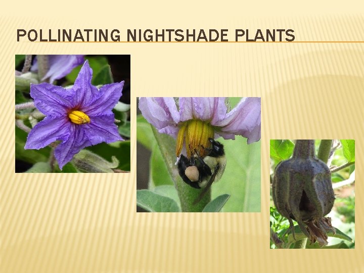 POLLINATING NIGHTSHADE PLANTS 