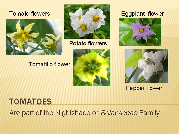 Tomato flowers Eggplant flower Potato flowers Tomatillo flower Pepper flower TOMATOES Are part of