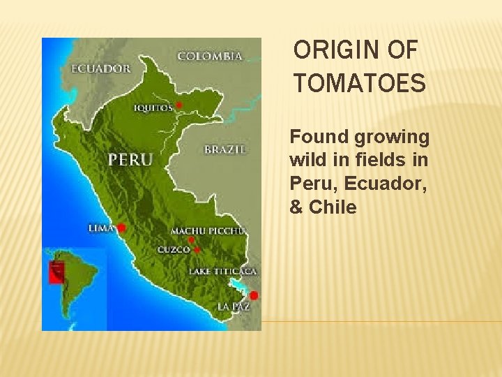 ORIGIN OF TOMATOES Found growing wild in fields in Peru, Ecuador, & Chile 