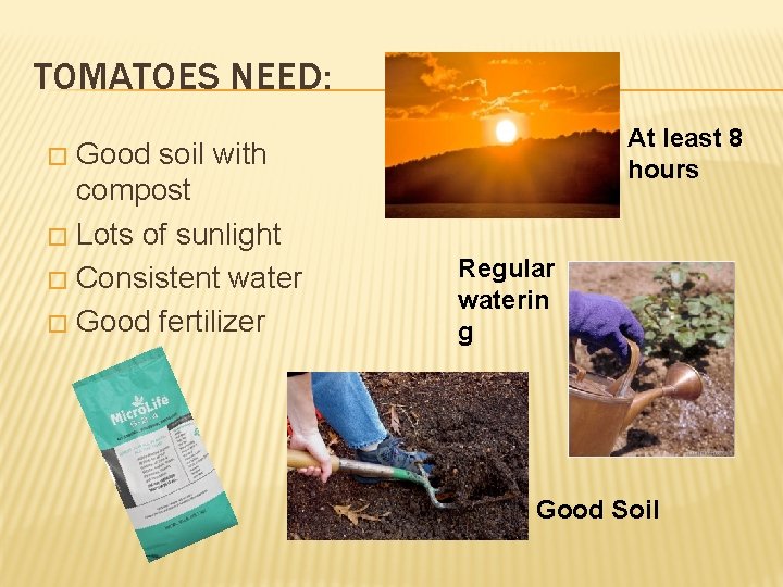 TOMATOES NEED: Good soil with compost � Lots of sunlight � Consistent water �