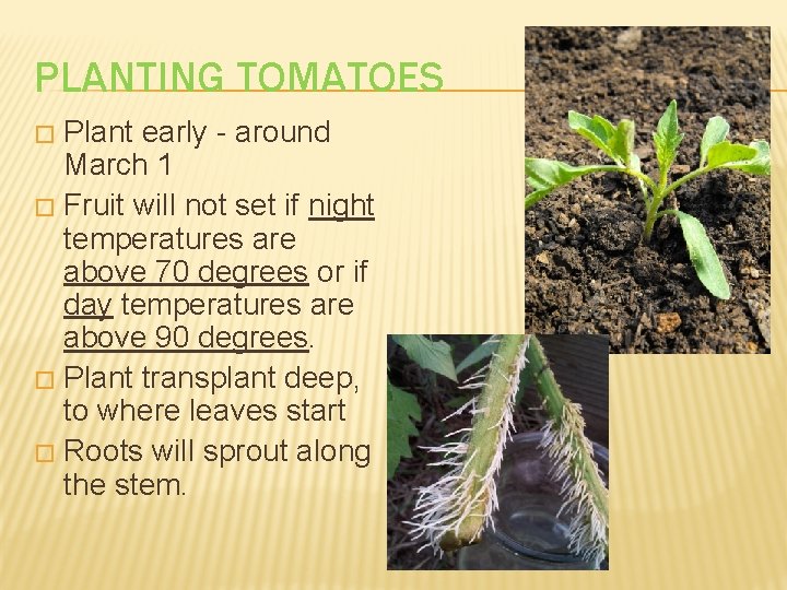 PLANTING TOMATOES Plant early - around March 1 � Fruit will not set if