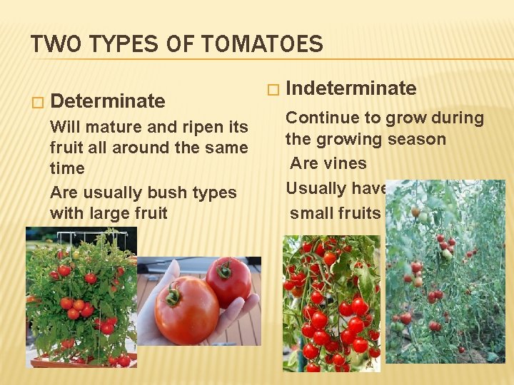 TWO TYPES OF TOMATOES � Determinate Will mature and ripen its fruit all around