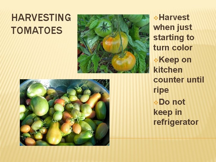 HARVESTING TOMATOES v. Harvest when just starting to turn color v. Keep on kitchen