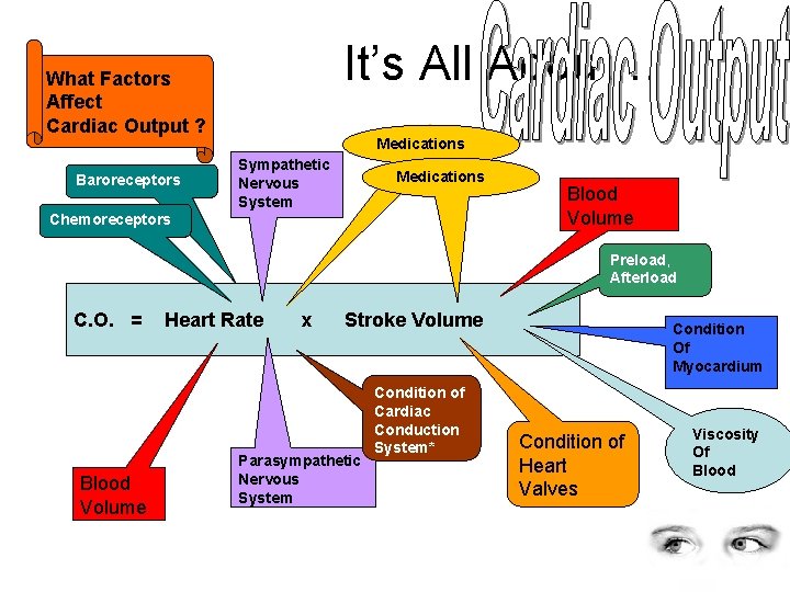 It’s All About… What Factors Affect Cardiac Output ? Baroreceptors Medications Sympathetic Nervous System