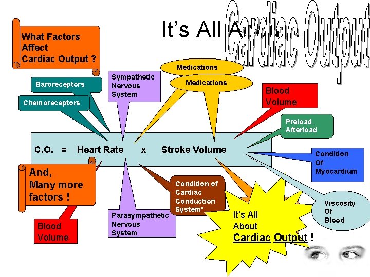 It’s All About… What Factors Affect Cardiac Output ? Baroreceptors Medications Sympathetic Nervous System