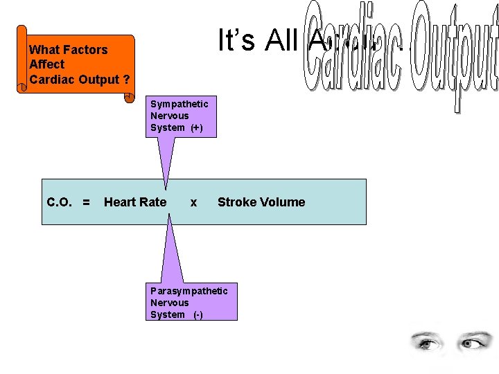 It’s All About… What Factors Affect Cardiac Output ? Sympathetic Nervous System (+) C.