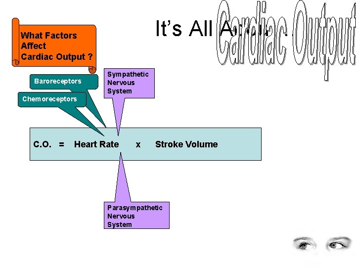 It’s All About… What Factors Affect Cardiac Output ? Baroreceptors Sympathetic Nervous System Chemoreceptors