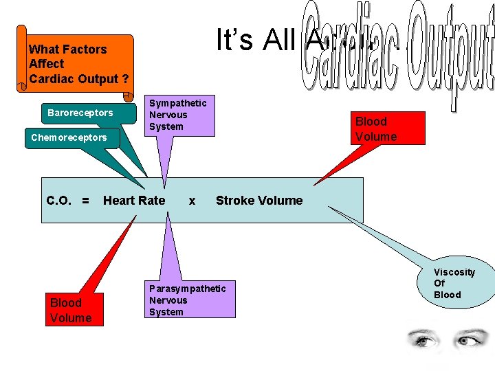 It’s All About… What Factors Affect Cardiac Output ? Baroreceptors Sympathetic Nervous System Chemoreceptors