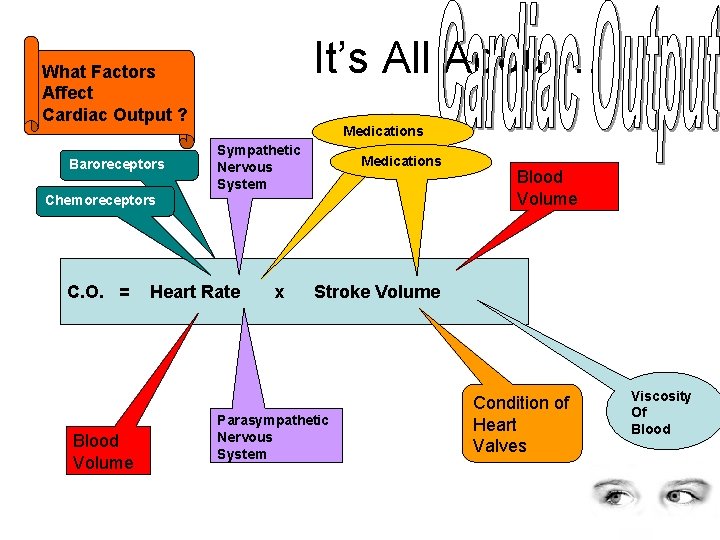 It’s All About… What Factors Affect Cardiac Output ? Baroreceptors Medications Sympathetic Nervous System