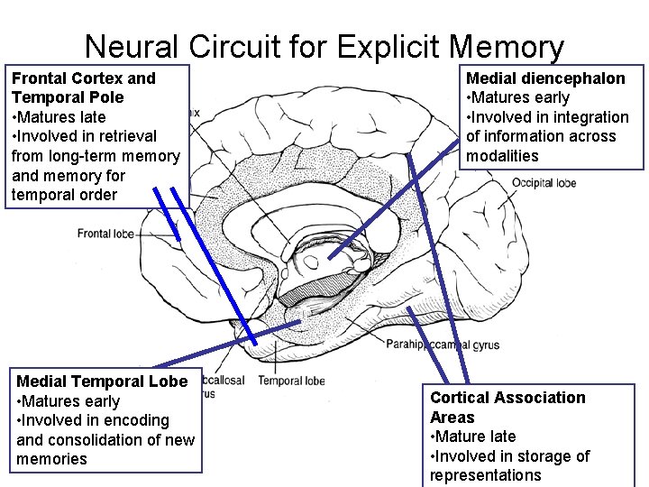 Neural Circuit for Explicit Memory Frontal Cortex and Temporal Pole • Matures late •