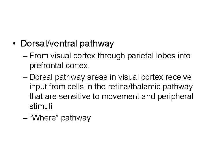  • Dorsal/ventral pathway – From visual cortex through parietal lobes into prefrontal cortex.