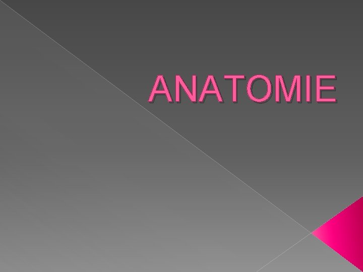ANATOMIE 